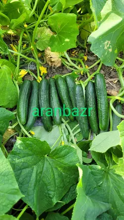 بذر خیار کرمان