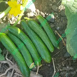 بذر خیار کارلینا