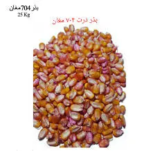 بذر ذرت 704 مغان - آران بذر