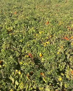 بذر گوجه پی اس سوپر استون - آران بذر