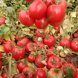 بذر گوجه فرنگی داف یک رقمی مقاوم به گرما محسوب میشود.