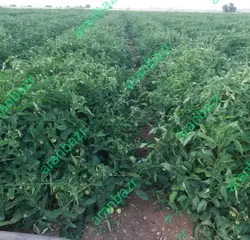 بذر گوجه فرنگی داف یک رقمی مقاوم به گرما محسوب میشود.