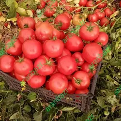 بذر گوجه فرنگی داف یک رقمی مقاوم به گرما محسوب میشود.