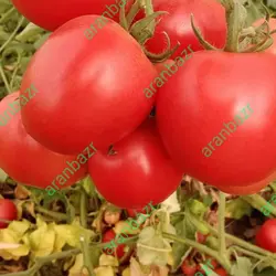 بذر گوجه فرنگی داف یک رقمی مقاوم به گرما محسوب میشود.