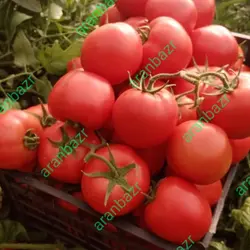 بذر گوجه فرنگی داف یک رقمی مقاوم به گرما محسوب میشود.