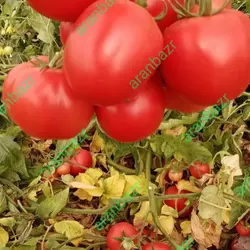 بذر گوجه فرنگی داف یک رقمی مقاوم به گرما محسوب میشود.
