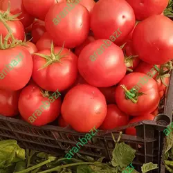 بذر گوجه فرنگی داف یک رقمی مقاوم به گرما محسوب میشود.