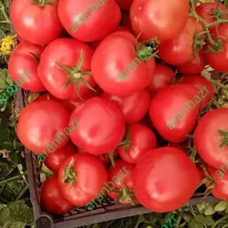 بذر گوجه فرنگی داف یک رقمی مقاوم به گرما محسوب میشود.