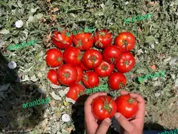 بذر گوجه فرنگی رنجر
