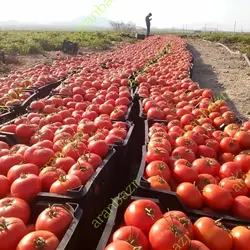 بذر گوجه فرنگی رنجر