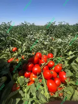 بذر گوجه فرنگی ماروان