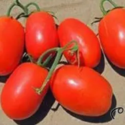 بذر گوجه فرنگی سوپر چف بونانزا - آران بذر