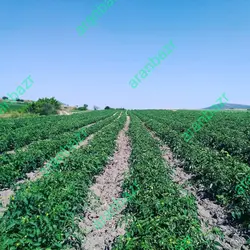 بذر گوجه فرنگی کاپسل بهترین ماندگاری و سفت ٪پربار جهت صادرات٪مشابه متین٪