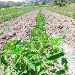 بذر گوجه فرنگی کاپسل بهترین ماندگاری و سفت ٪پربار جهت صادرات٪مشابه متین٪