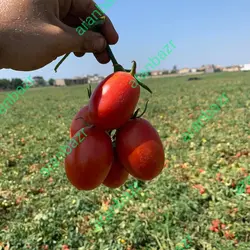 بذر گوجه فرنگی کاپسل بهترین ماندگاری و سفت ٪پربار جهت صادرات٪مشابه متین٪