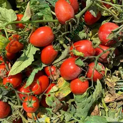 بذر گوجه فرنگی کراس بذر گوجه فرنگی کراس بهترین رقم.......