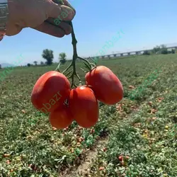 بذر گوجه فرنگی کراس بذر گوجه فرنگی کراس بهترین رقم.......