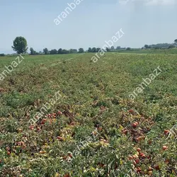 بذر گوجه فرنگی کراس بذر گوجه فرنگی کراس بهترین رقم.......