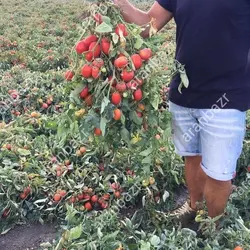 بذر گوجه فرنگی کراس بذر گوجه فرنگی کراس بهترین رقم.......