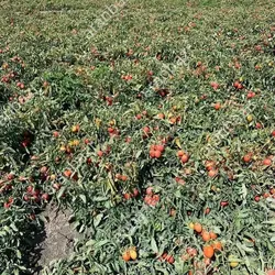 بذر گوجه فرنگی کراس بذر گوجه فرنگی کراس بهترین رقم.......
