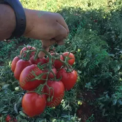 بذر گوجه فرنگی کراس بذر گوجه فرنگی کراس بهترین رقم.......