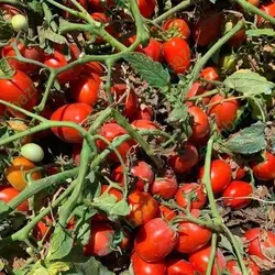 بذر گوجه فرنگی کراس بذر گوجه فرنگی کراس بهترین رقم.......