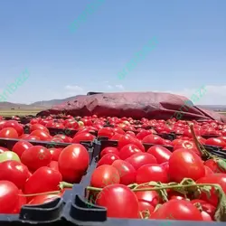 بذر گوجه فرنگی ارتن بذر گوجه فرنگی ارتن هیبرید بهترین رقم..........