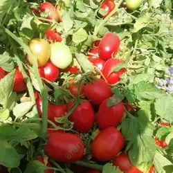 بذر گوجه فرنگی ارتن بذر گوجه فرنگی ارتن هیبرید بهترین رقم..........