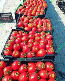 بذر گوجه فرنگی ارتن بذر گوجه فرنگی ارتن هیبرید بهترین رقم..........