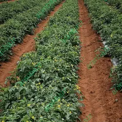 بذر گوجه فرنگی ارتن بذر گوجه فرنگی ارتن هیبرید بهترین رقم..........