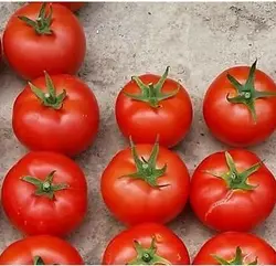 بذر هیبرید گوجه فرنگی رفرنس