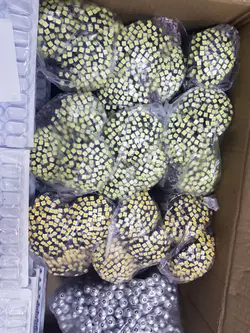 مینی دات کریستالی بدون ال ای دی بسته صدتایی