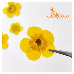 آلاله صحرایی(۵ عددی) - فروشگاه گل خشک سنجاقک