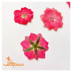 ساناز پرس شده سرخابی(۵ عددی) - فروشگاه گل خشک سنجاقک