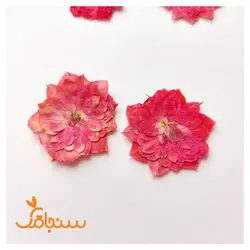 ساناز پرس شده سرخابی(۵ عددی) - فروشگاه گل خشک سنجاقک