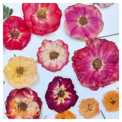 پک پرس شده گل خشک( ۵۰ عددی) - فروشگاه گل خشک سنجاقک