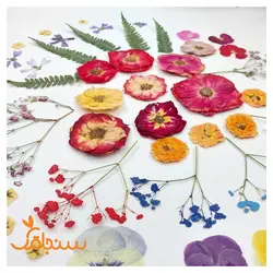 پک پرس شده گل خشک( ۵۰ عددی) - فروشگاه گل خشک سنجاقک