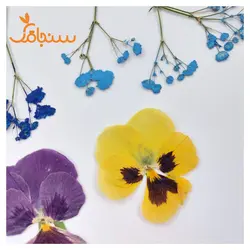 پک پرس شده گل خشک( ۵۰ عددی) - فروشگاه گل خشک سنجاقک