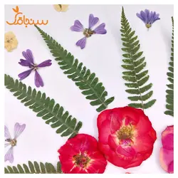 پک پرس شده گل خشک( ۵۰ عددی) - فروشگاه گل خشک سنجاقک