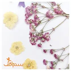 پک پرس شده گل خشک( ۵۰ عددی) - فروشگاه گل خشک سنجاقک