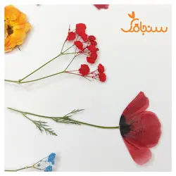 پک پرس شده گل خشک( ۵۰ عددی) - فروشگاه گل خشک سنجاقک
