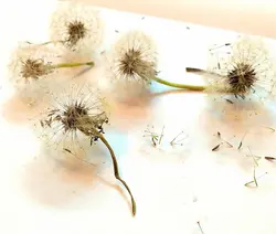 قاصدک(بسته ای) - فروشگاه گل خشک سنجاقک