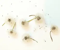 قاصدک(بسته ای) - فروشگاه گل خشک سنجاقک