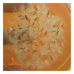 قاصدک(بسته ای) - فروشگاه گل خشک سنجاقک