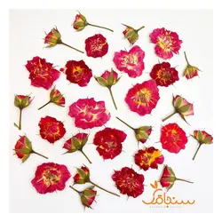 گل ساناز پرس شده شرابی (۵ عددی) - فروشگاه گل خشک سنجاقک