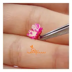غنچه بابونه وحشی وارداتی (۱۰ عددی) - فروشگاه گل خشک سنجاقک
