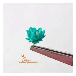 غنچه بابونه وحشی وارداتی (۱۰ عددی) - فروشگاه گل خشک سنجاقک