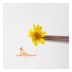 غنچه بابونه وحشی وارداتی (۱۰ عددی) - فروشگاه گل خشک سنجاقک
