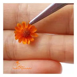 غنچه بابونه وحشی وارداتی (۱۰ عددی) - فروشگاه گل خشک سنجاقک