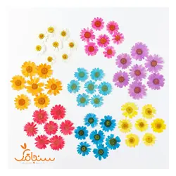 بابونه رنگی وارداتی(۱۰ عددی) - فروشگاه گل خشک سنجاقک